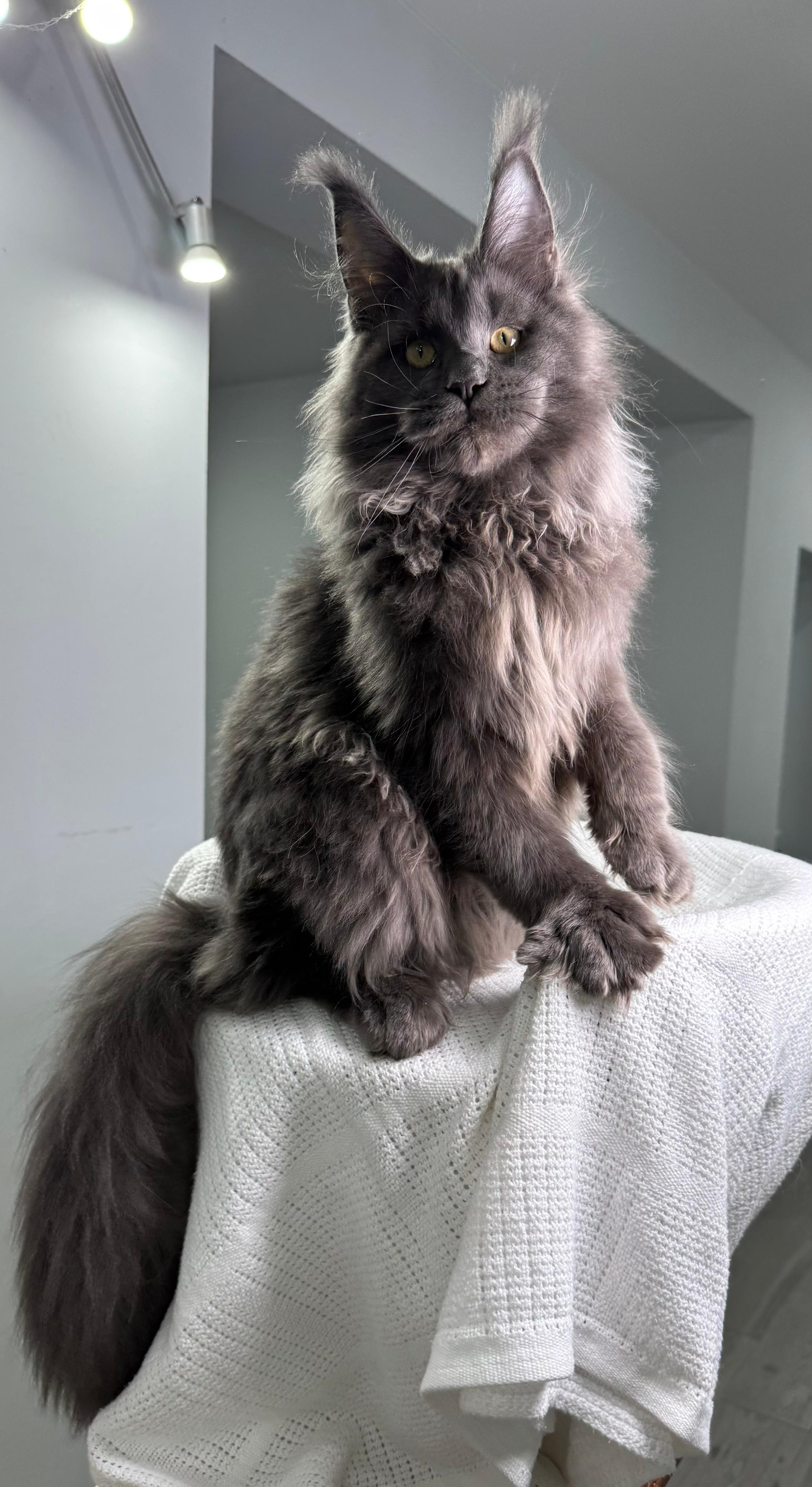 Wildbeautycoon Sugar Bear